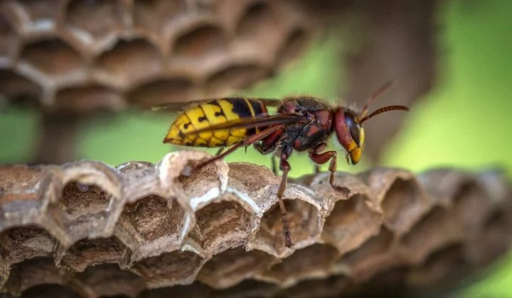 guêpe qui butine