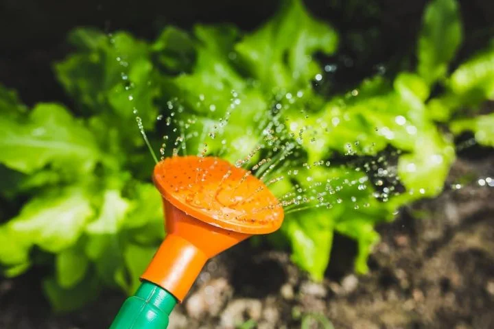 arrosage plantes et jardin