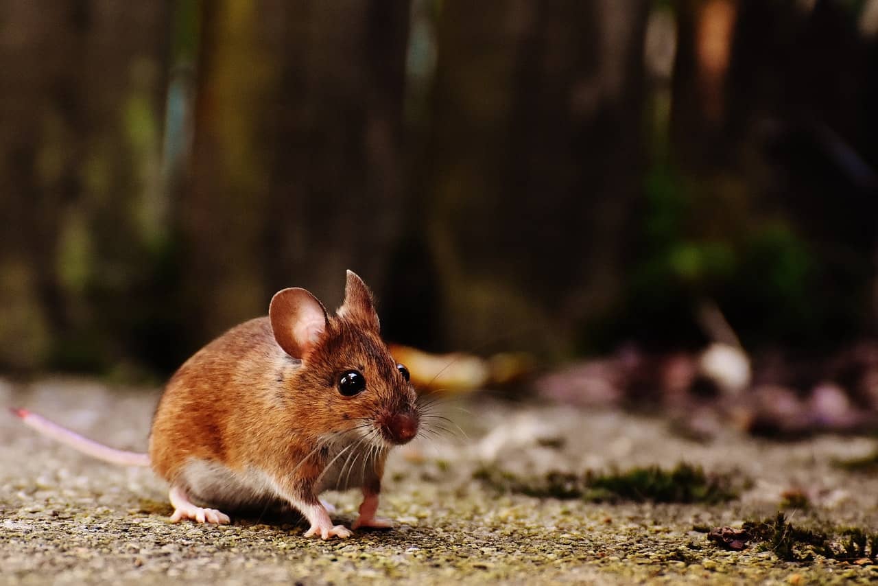 comment se débarrasser des souris