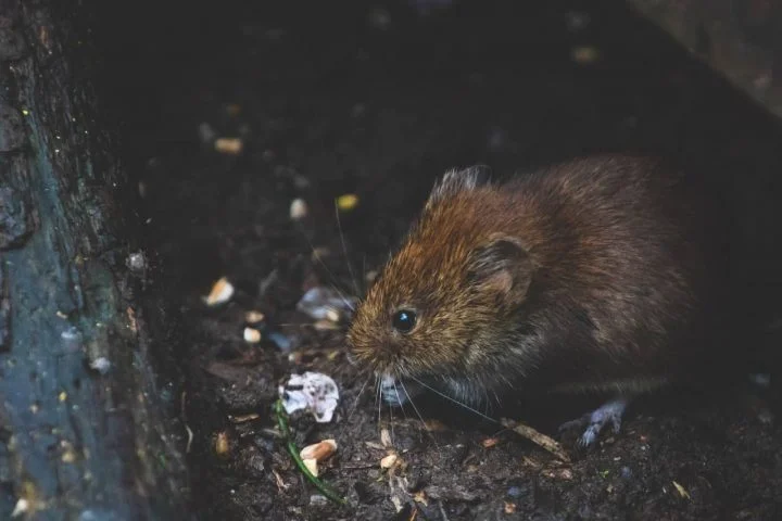 comment se débarrasser des rats