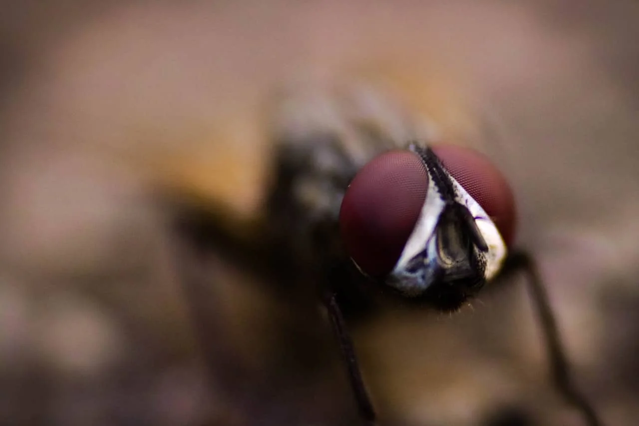 comment se débarrasser des moucherons
