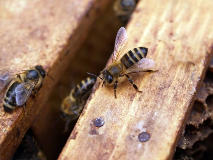 abeilles en train de buttiner sur un muret en bois