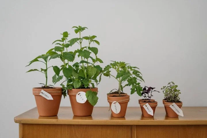 plantes aromatiques dans une cuisine